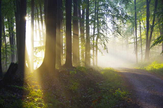 sun shining through the trees