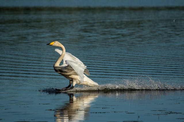 a bird on the water