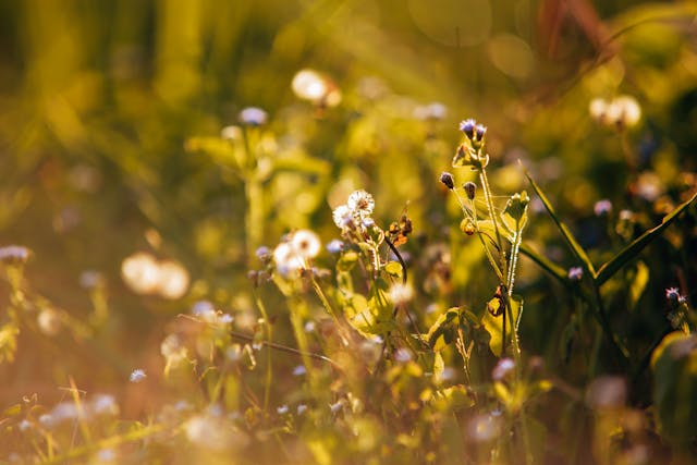 a close up of flowers