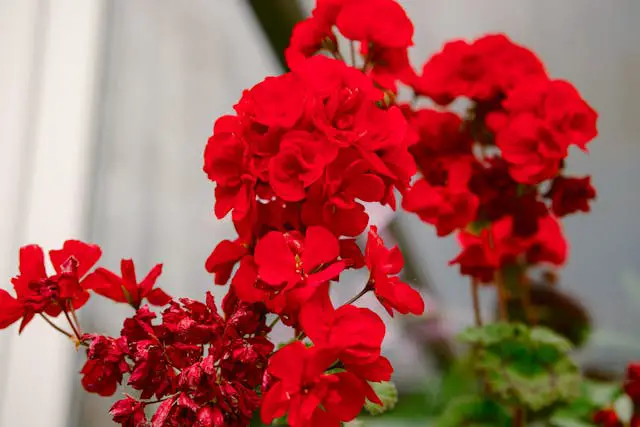 a group of red flowers