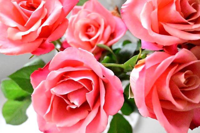 a group of pink roses