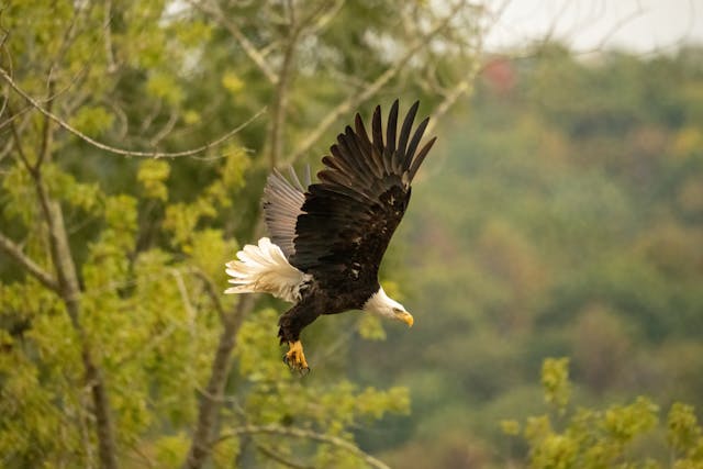 a bald eagle flying in the air