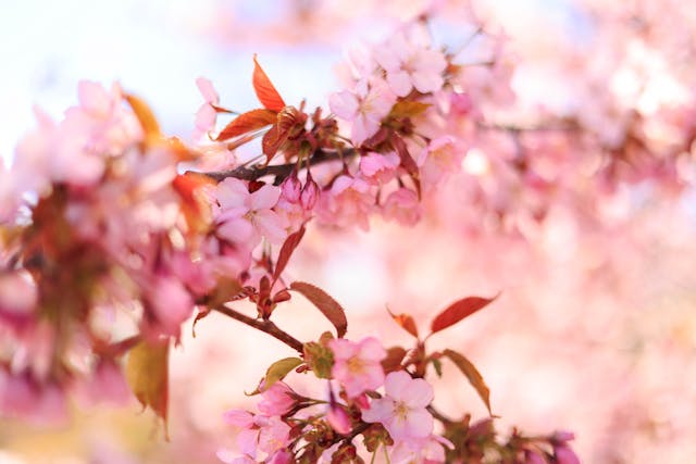 a close up of pink flowers