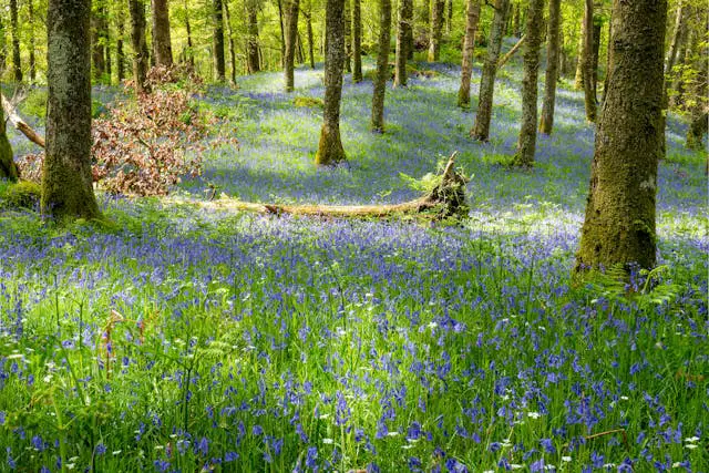 Purple flowers and a fallen tree in the forest.