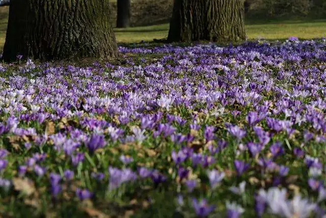 Purple flowers blooming under trees