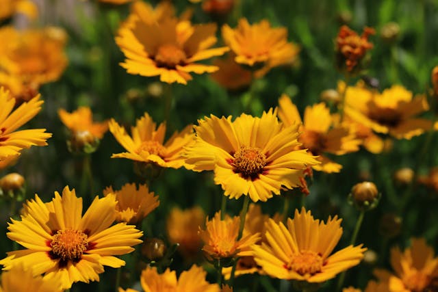 Vibrant yellow flowers in bloom.