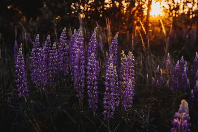 Purple flowers blooming at sunset