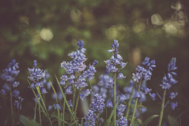 Blue flowers blooming in soft light