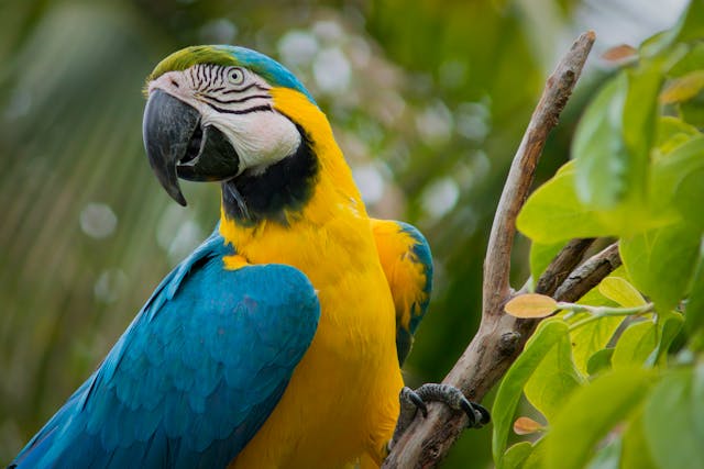 A macaw perched on a tree branch.