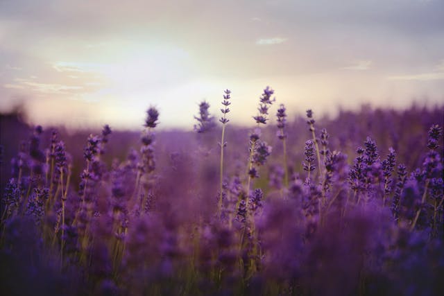 Lavender field under soft sunset light.