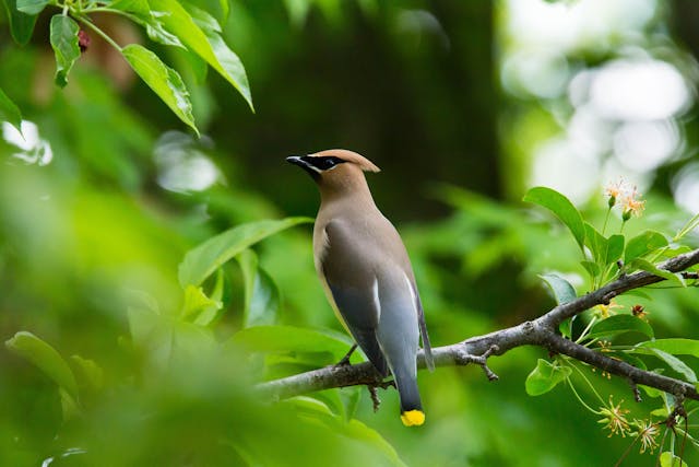 Cedar waxwing resting on a tree branch.