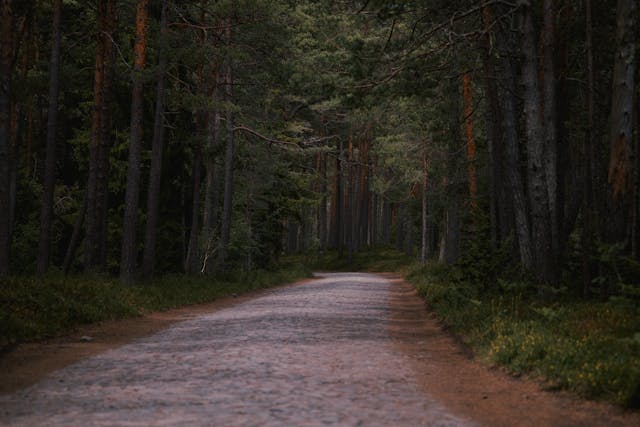Serene forest path surrounded by trees