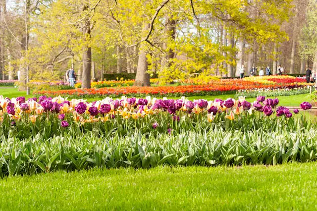 Colorful tulip garden in springtime.