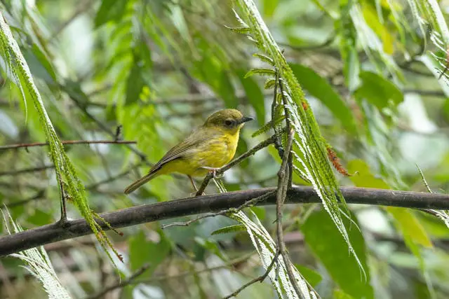 Yellow bird perched on green branch