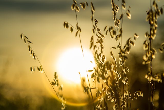 Sunset with silhouetted grass blades