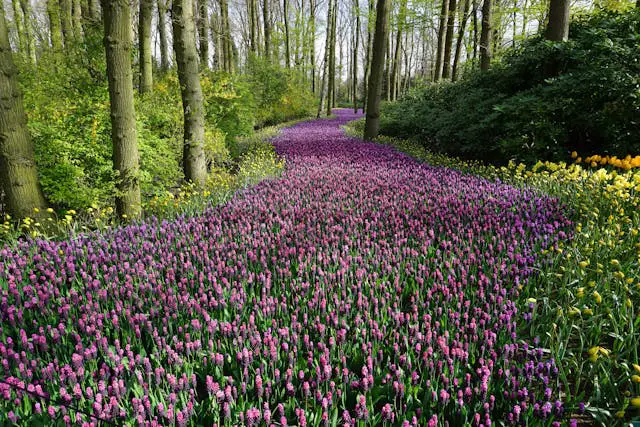 Pink flower field.