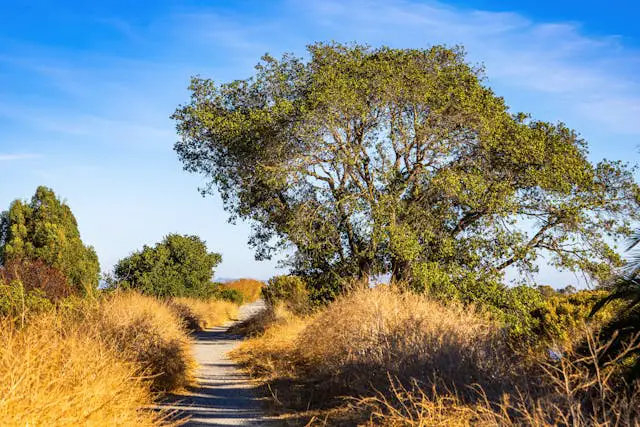 Pathway through golden grass and trees