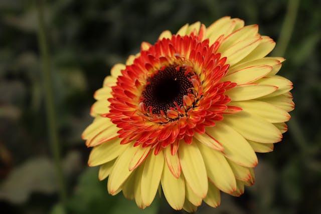Yellow flower with red center petals