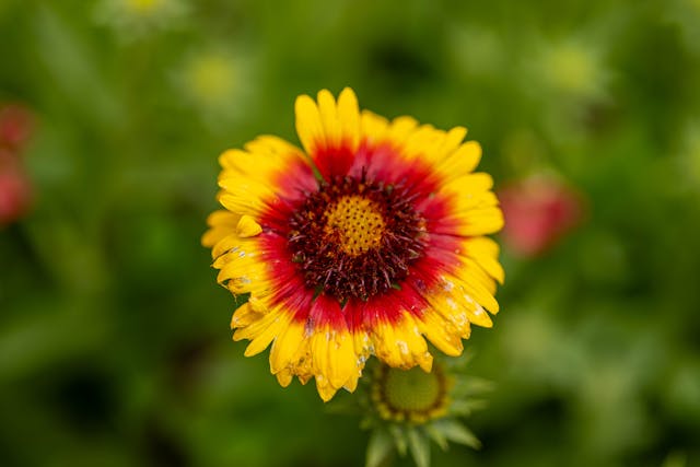 Vibrant yellow and red flower
