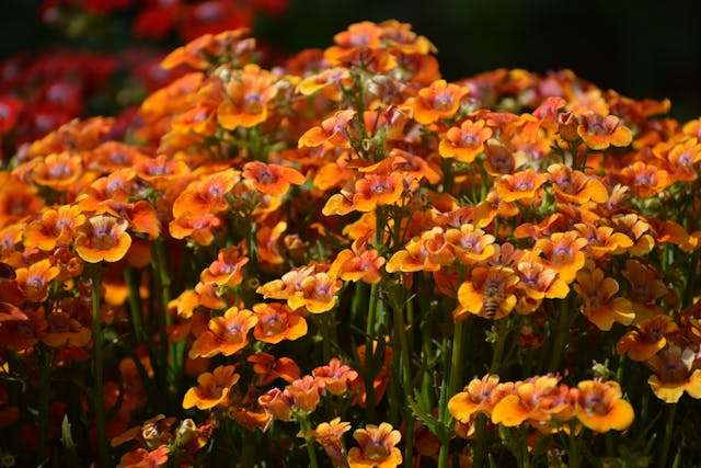 Vibrant orange flowers in bloom