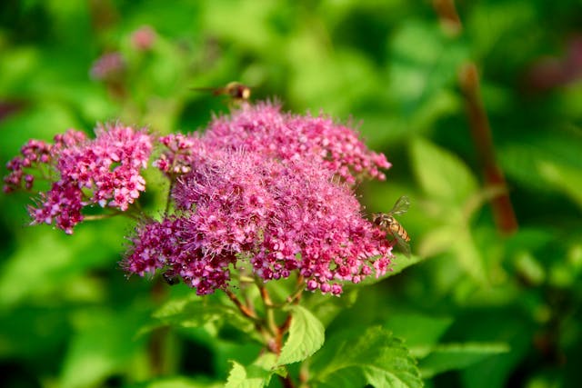 Pink flowers with bees buzzing around