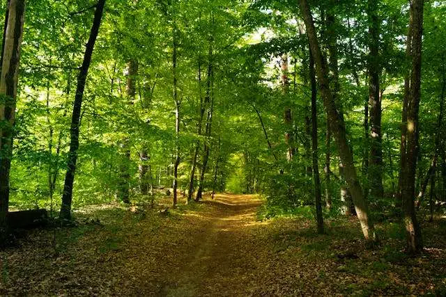 Lush green forest path in sunlight