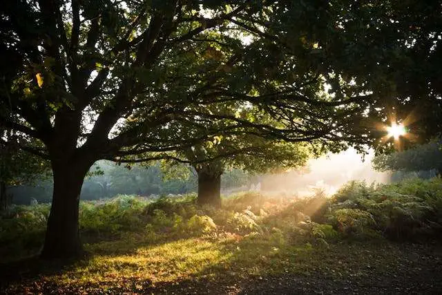 Sunlight filtering through forest trees