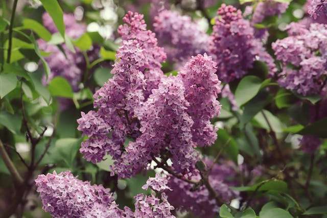 Purple lilac flowers in bloom.
