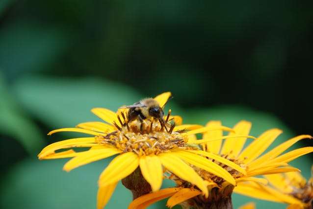 Bee on vibrant yellow flower