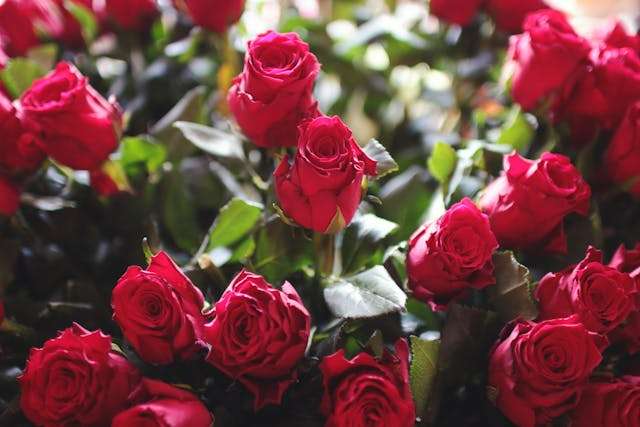 Vibrant red roses with green leaves