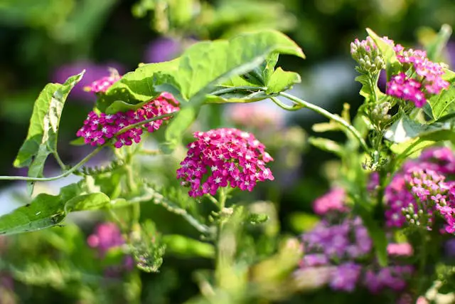 Vibrant pink flowers among green leaves