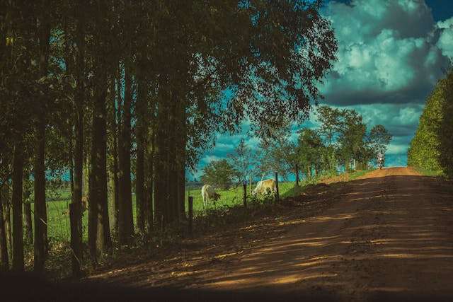 Countryside road near field and trees.