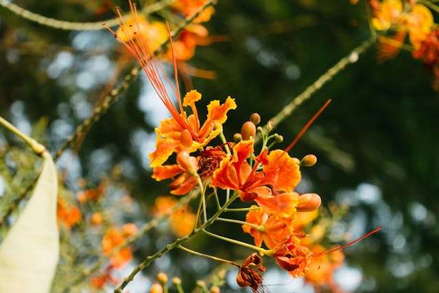 Vibrant orange flowers with delicate petals