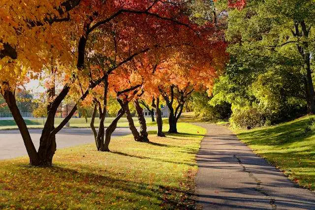 Colorful autumn trees lining pathway