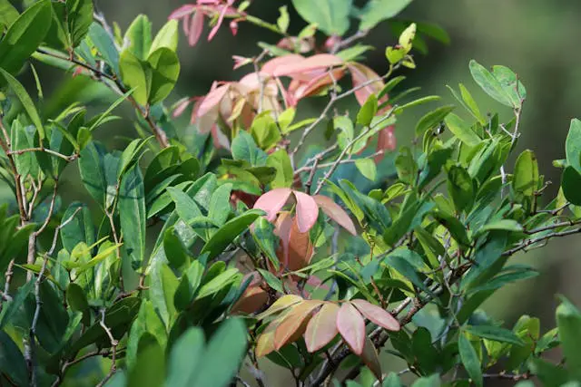 Green plants in a close-up shot.