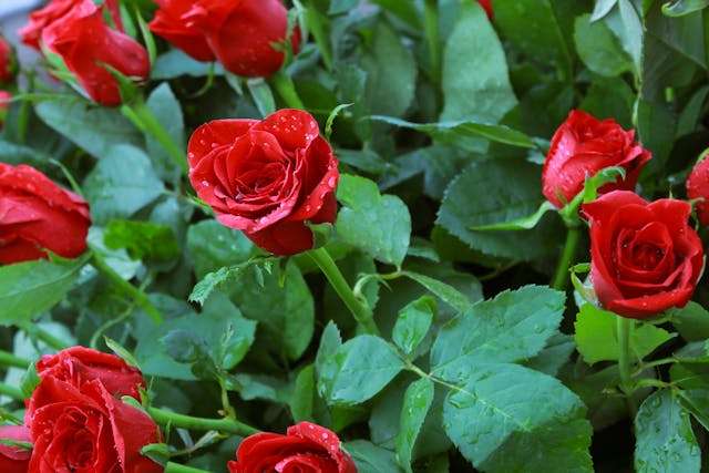 Vibrant red roses with green leaves