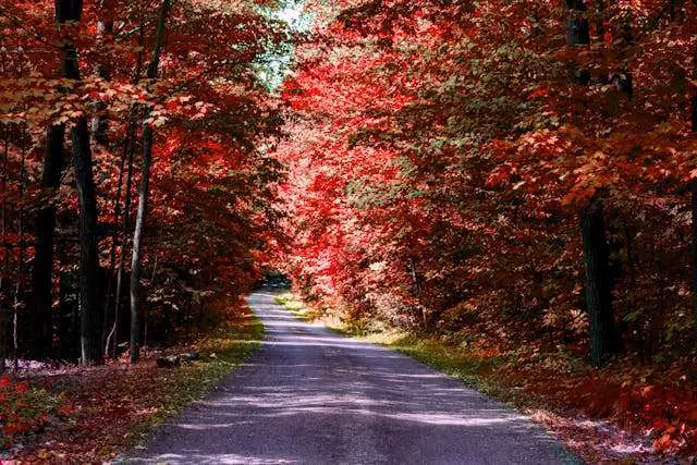 Vibrant autumn forest path