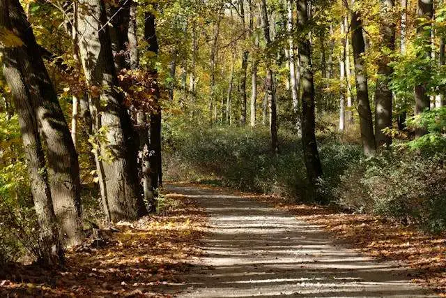 Serene forest path in autumn sunlight.