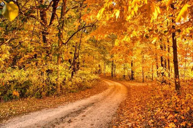 Winding path through vibrant autumn forest