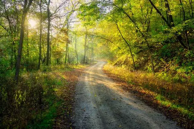 Serene forest path with sunlight