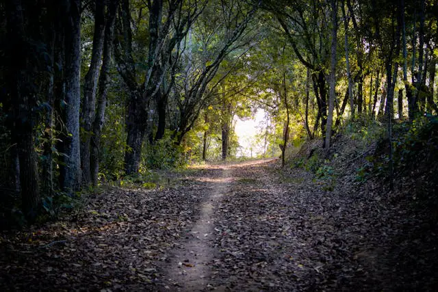 A path in a forest.