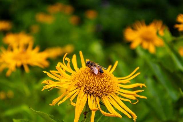 Bee on vibrant yellow flower