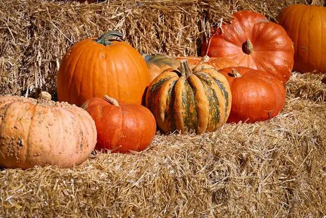 Colorful pumpkins on straw bales