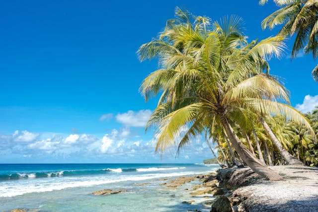Tropical beach with palm trees