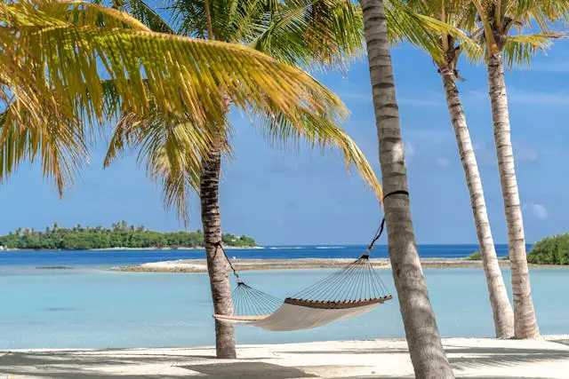 Hammock between palm trees by beach