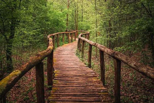 Rustic wooden pathway through lush forest.