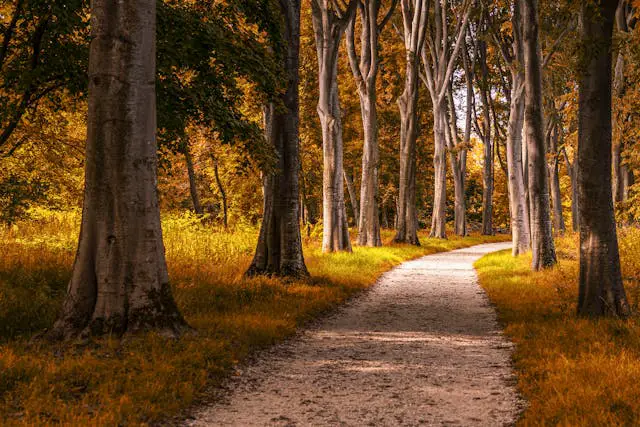 Autumn pathway through a tranquil forest.