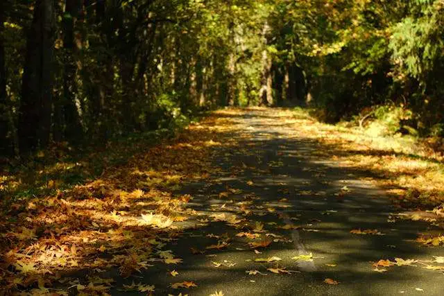 Autumn leaves on a quiet road.