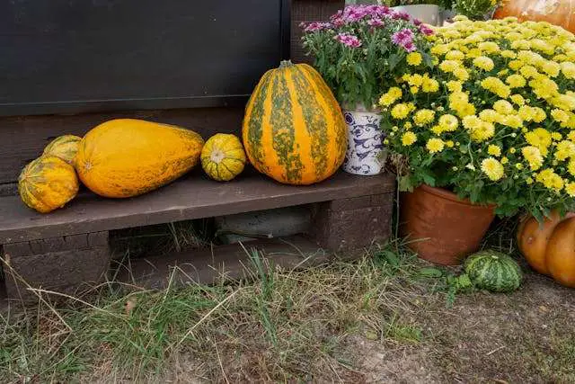 Vibrant harvest display with autumn gourds and flowers.