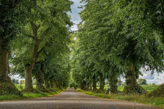 Serene tree-lined avenue in a lush forest.